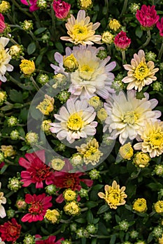 Close up texture view of colorful autumn blooming chrysanthemum flowers in a sunny garden