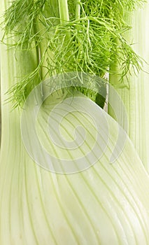 Close up texture of whole fresh fennel