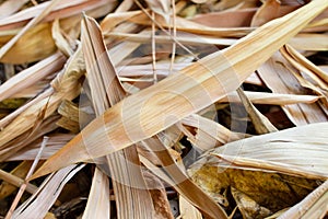 Texture of Yellow dry bamboo leaves.