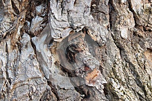 Close-up of the textured bark of an old tree in the forest, background.