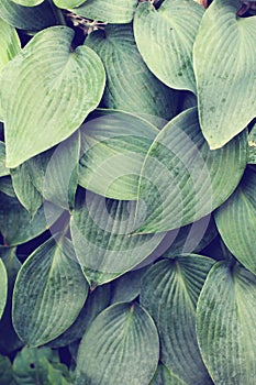 Close up of textured blue green hosta leaves