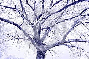 A close-up of the textured branches of a tree covered with hoarfrost.