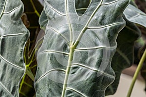 Close up textured green broad leaves