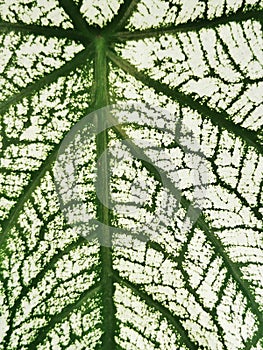 Close up on textured and lines of Long-Leaf Caladium bicolor called Angel-Wings, Elephant-Ear