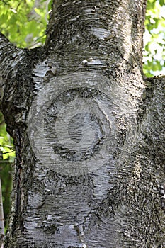 Close up of the textured and peeling white and gray bark of a Birch tree trunk in Wisconsin