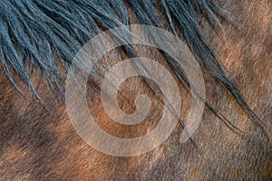Close-up of textured pelt from a brown horse