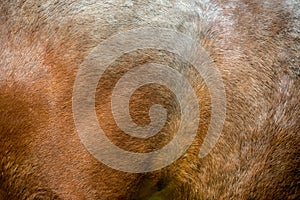 Close-up of textured pelt from a brown horse