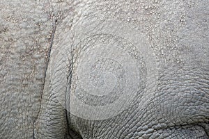 Close up of the textured skin of an East African black rhinoceros. Photographed at Port Lympne Safari Park near Ashford Kent UK.