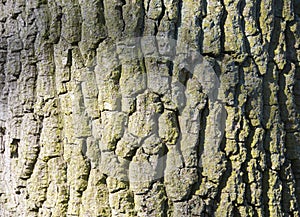 Close-up of Textured Tree Bark, Fraserburgh, Aberdeenshire, Scotland, UK