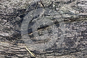 Close-Up of Textured Wood with Blue and White Tones