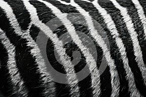 A close up of a textured zebra fur texture background