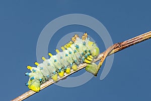Cecropia Caterpillar Forth Instar - Hyalophora cecropia photo