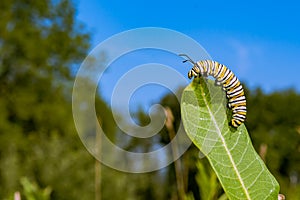 Monarch Butterfly Caterpillar eating milkweed.