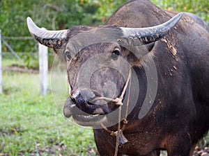 Close up Thai buffalo,water