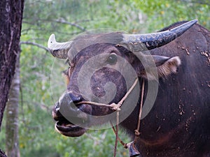 Close up Thai buffalo,water