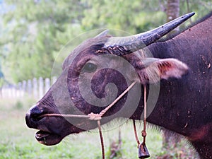 Close up Thai buffalo,water