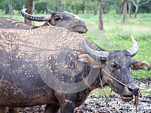 Close up Thai buffalo,water