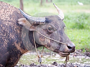 Close up Thai buffalo,water