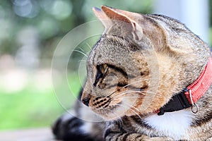 Close up Thai cat looking something