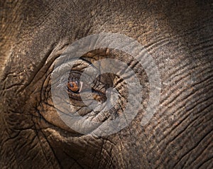 Close up thai elephant eye