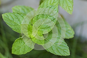 Close up Thai Peppermint,Marsh Mint, Mentha, Villosa Huds