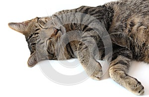 Close-up of Thai tabby striped cat is sleeping