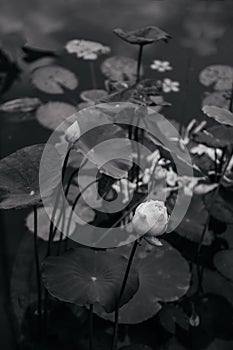 Close up Thai water lily or white lotus - Black and white image