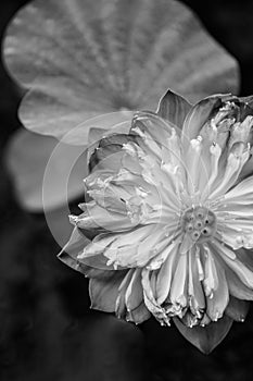 Close up Thai water lily or white lotus - Black and white image