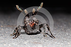 Close up of Thai zebra taruntula (Haplopelma albostriatum)