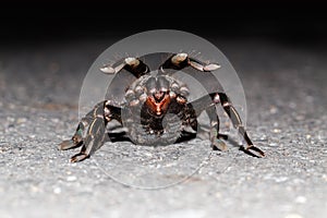 Close up of Thai zebra taruntula (Haplopelma albostriatum)