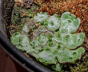 Close-up of thallus with gemmae cups, Marchantia polymorpha, common liverwort, umbrella liverwort