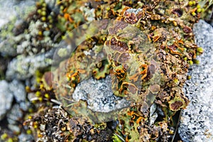 Close-up on the thallus lichen Solorina crocea L. Ach..