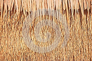 Close up of thatch roof background, Hay or dry grass background, Thatched roof, Grass hay, dry straw, Roof background texture