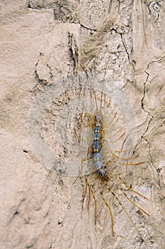 Thereupoda clunifera