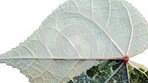 Close up of a Thespesia Populnea Variegated leaf showing the scaleton.use for background or texture photo