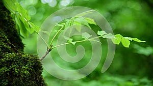 Close-up of thick green moss in the forest on a thick tree trunk. Saturated green. Low key