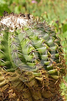 Close-up of a thick prickly round cactus . The queen of the night without blossom . Horticultural show in Germany . Parodia