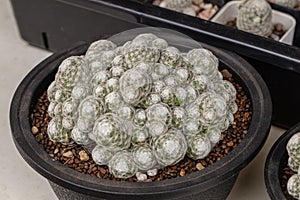 Close up  Thimble cactus on black pot.Mammillaria gracilis fragilis