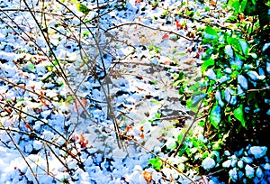 close up of a thin layer of white snow on woodland ground peaking through the snow are twiigs and branches and colourful