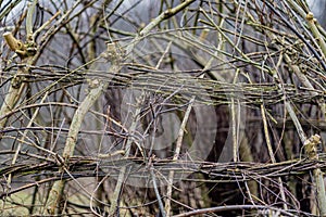 Close-up of thin tree branches intertwined in the process of making a primitive hut