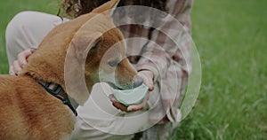 Close-up of thirsty shiba inu dog drinking water while loving owner stroking pet in park outdoors