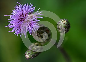 Close up of Thistle