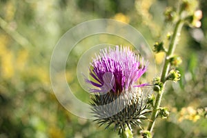 Close-up of thistle in bloom. Purple thistle flower in the summer field.