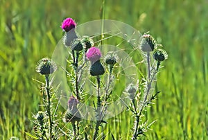 Close up of a Thistle