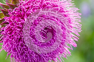 Close-up of a thistle flower in bloom in the field. Backlight. Shallow depth of field. Milk Thistle plant Silybum marianum herba