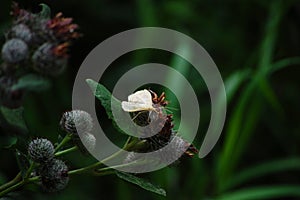 Close up of thistle flower with butterfly