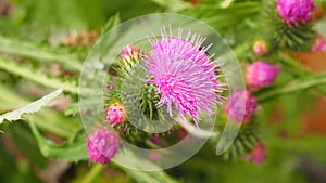 Close-up thistle flower button