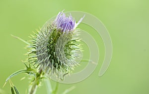 Close up of thistle flower