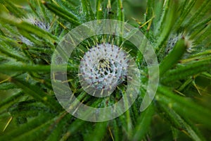 close up of a thistle seed head