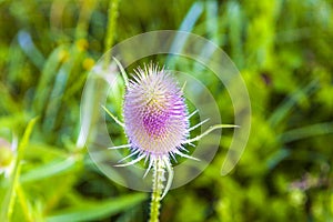 Close up of a thistle in wild flower meadow